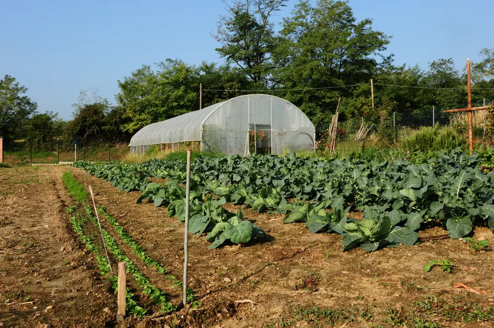 L'orto e la serra dell'azienda, con cavoli e verze
