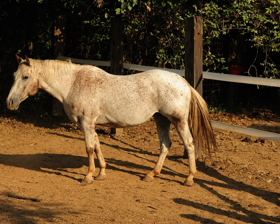 Un cavallo nel paddock dell'azienda